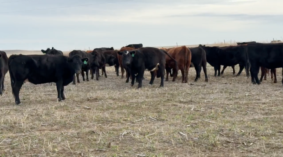 Big, honest group of hardworking cows priced right and ready to raise calves-BC1120C5